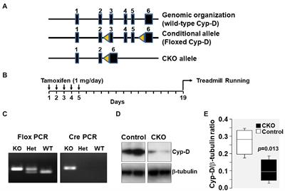 Enhanced Oxygen Utilization Efficiency With Concomitant Activation of AMPK-TBC1D1 Signaling Nexus in Cyclophilin-D Conditional Knockout Mice